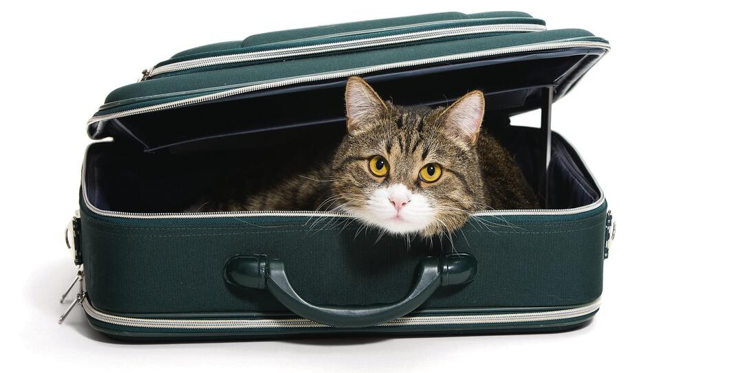 Cat in a suitcase