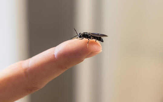 NutriFly GmbH in Vaduz