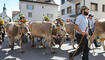 Alpabfahrt in Mels