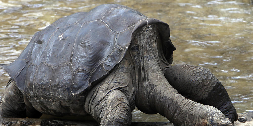 Kommt ins Museum nach Ecuador: Riesenschildkröte "Lonesome George" zu Lebzeiten. (Archivbild) Kommt ins Museum nach Ecuador: Riesenschildkröte "Lonesome George" zu Lebzeiten. (Archivbild)