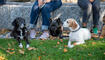Tiersegnung in Gamprin (03.10.2026)