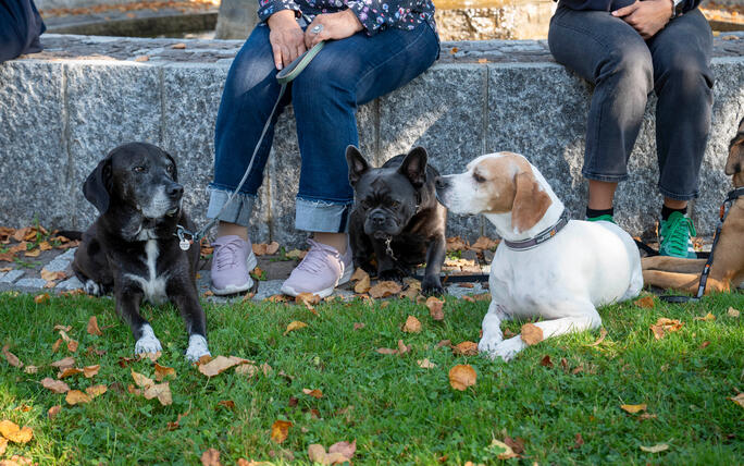 Tiersegnung in Gamprin (03.10.2026)