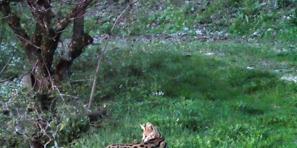 Baselbieter Wildhüter haben am Freitag einen Serval eingefangen. Die vermutlich in Würenlos AG entlaufene afrikanische Wildkatze war in den letzten Wochen mehrmals gesichtet und fotografiert worden.