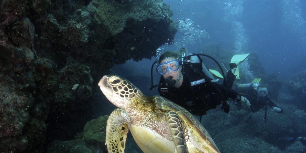 Wieviel Plastikabfall diese Suppenschildkröte in Australien wohl im Bauch haben mag? (Archivbild)