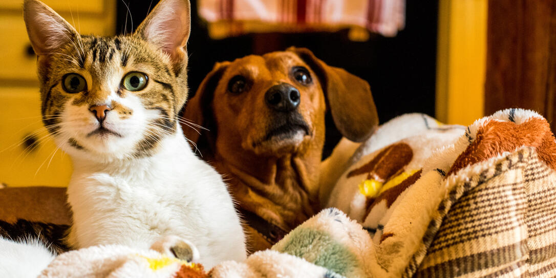Cat and dog friendship