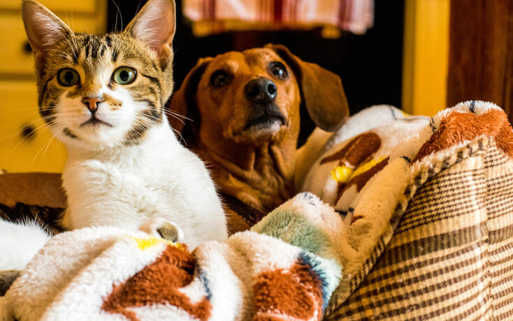 Cat and dog friendship