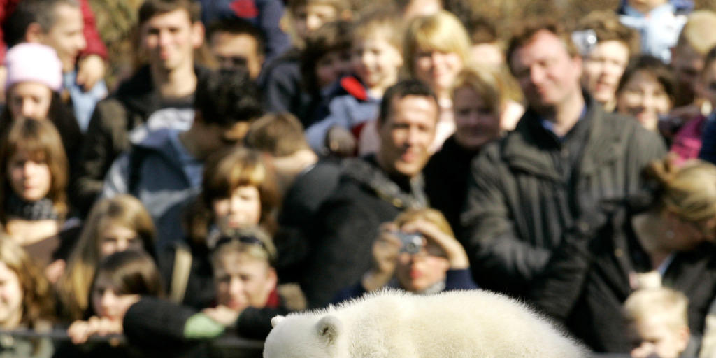 Publikumsliebling Knut 2007 bei seinem zweiten öffentlichen Auftritt im Zoo Berlin. Knut ertrank 2011 nach einem epileptischen Anfall. (Archivbild) Publikumsliebling Knut 2007 bei seinem zweiten öffentlichen Auftritt im Zoo Berlin. Knut ertrank 2011 nach einem epileptischen Anfall. (Archivbild)