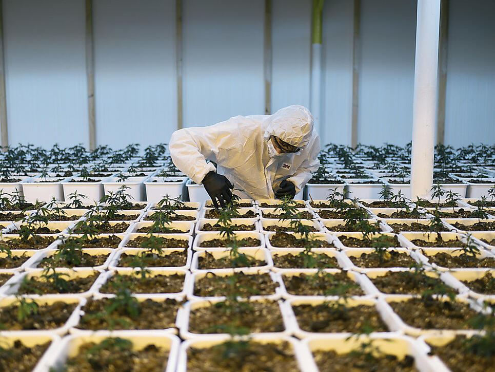 Das Geschäft mit legalem Hanf in der Schweiz floriert: Pro Woche wurden 2017 allein über die Plattform Startups.ch zwei bis drei Firmen im Bereich CBD-Produkte gegründet. (Themenbild)