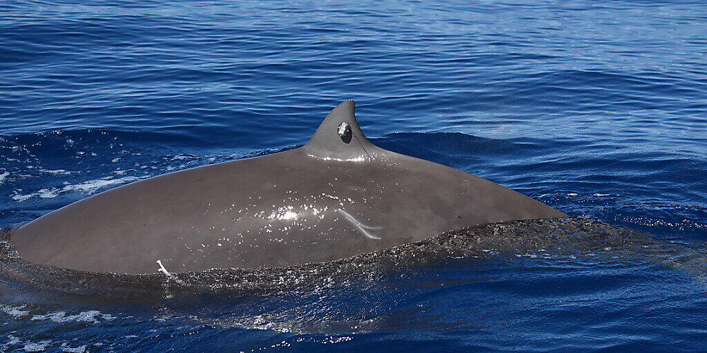 Ein Cuvier-Schnabelwal mit einer Markierung an der Rückenflosse: Forschende beobachteten so den längsten jemals dokumentierten Tauchgang bei Walen.