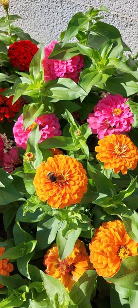Sommerliche Blumenbracht mit Hummel im Rinkenwingert Eschen.