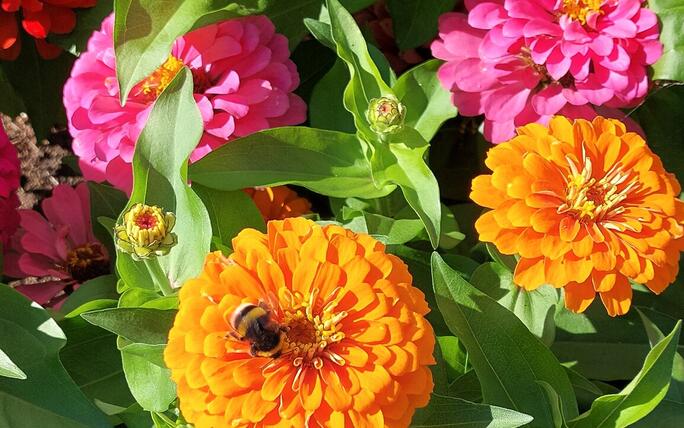 Sommerliche Blumenbracht mit Hummel im Rinkenwingert Eschen.