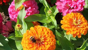 Sommerliche Blumenbracht mit Hummel im Rinkenwingert Eschen.
