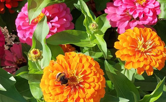Sommerliche Blumenbracht mit Hummel im Rinkenwingert Eschen.
