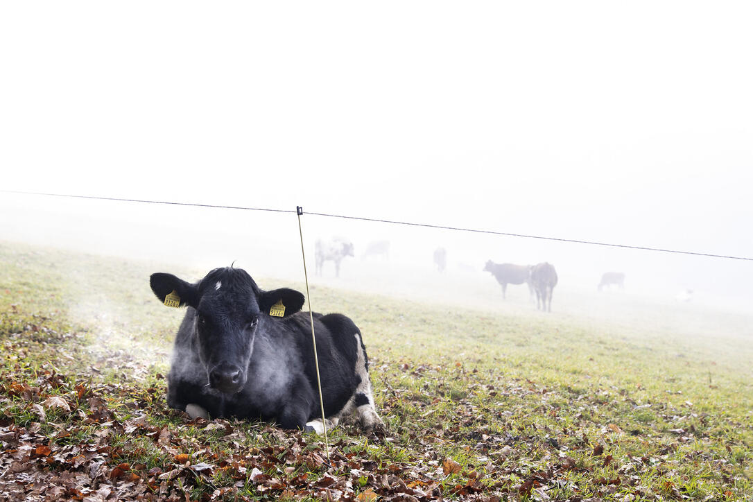 Nebel und Frost