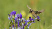 Ruggeller Riet