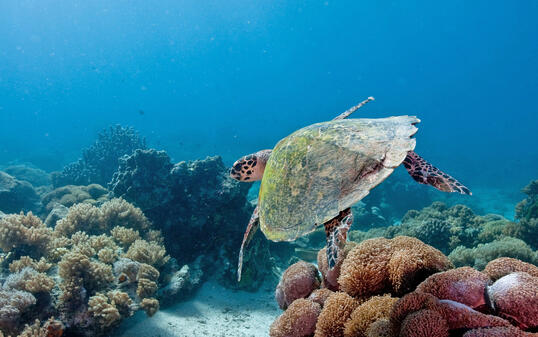 Turtle Foundation Reise 2012-179_enh