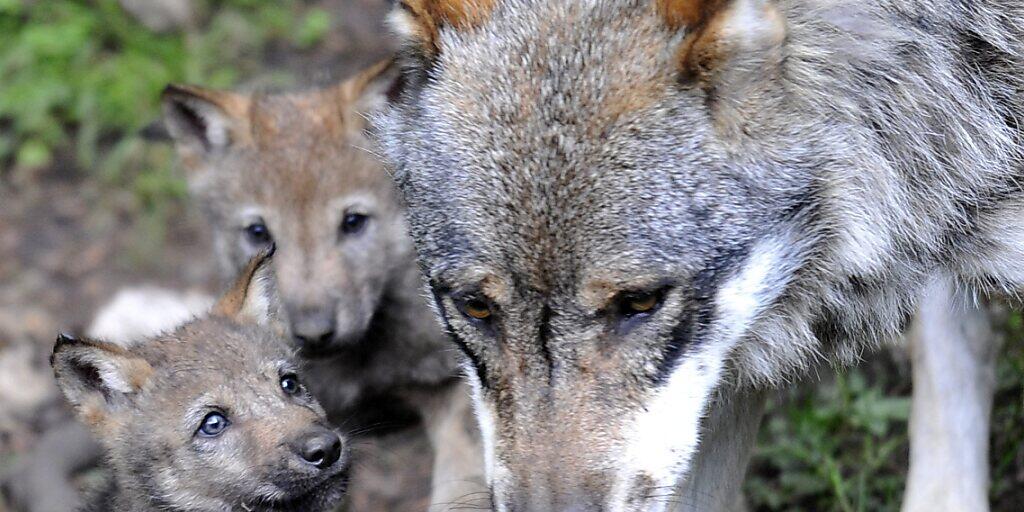 22 Wölfe sind im Wallis unterwegs. Über 300 Nutztiere wurden von ihnen in diesem Jahr gerissen. Der Schaden belief sich auf rund 114'000 Franken. (Symbolbild)