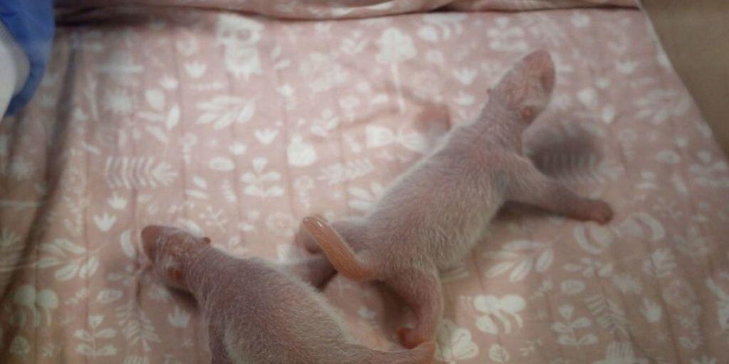 Die ein Tag alten Riesenpanda-Babys "Baby Boy" und "Baby Girl" wogen bei der Geburt je etwa 150 Gramm, was eher viel ist für ihre Gattung. Erwachsen werden sie dereinst bis zu 120 Kilo wiegen.