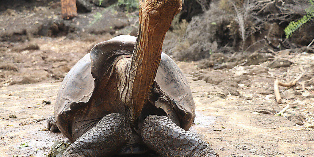 Auf den Galápagos-Inseln wollen Forscher nach Verwandten zweier Riesenschildkröten-Arten suchen, die allgemein als ausgestorben gelten. (Themenbild)