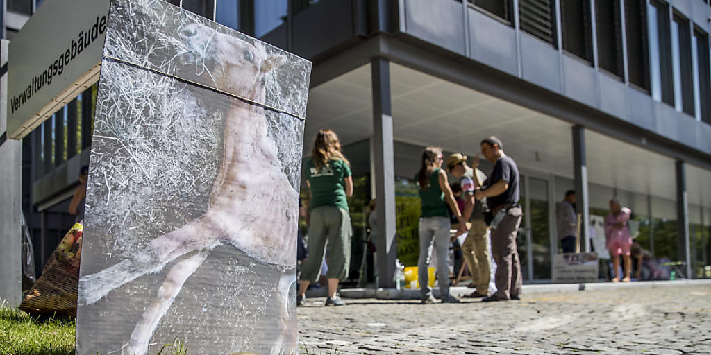 Tierschützer kritisierten, dass gegen den mutmasslichen Tierquäler nichts unternommen werde. Am Montag führte die Polizei eine Grossaktion auf dem Hof durch und nahm den Verdächtigten in Gewahrsam. Tierschützer kritisierten, dass gegen den mutmasslichen Tierquäler nichts unternommen werde. Am Montag führte die Polizei eine Grossaktion auf dem Hof durch und nahm den Verdächtigten in Gewahrsam.