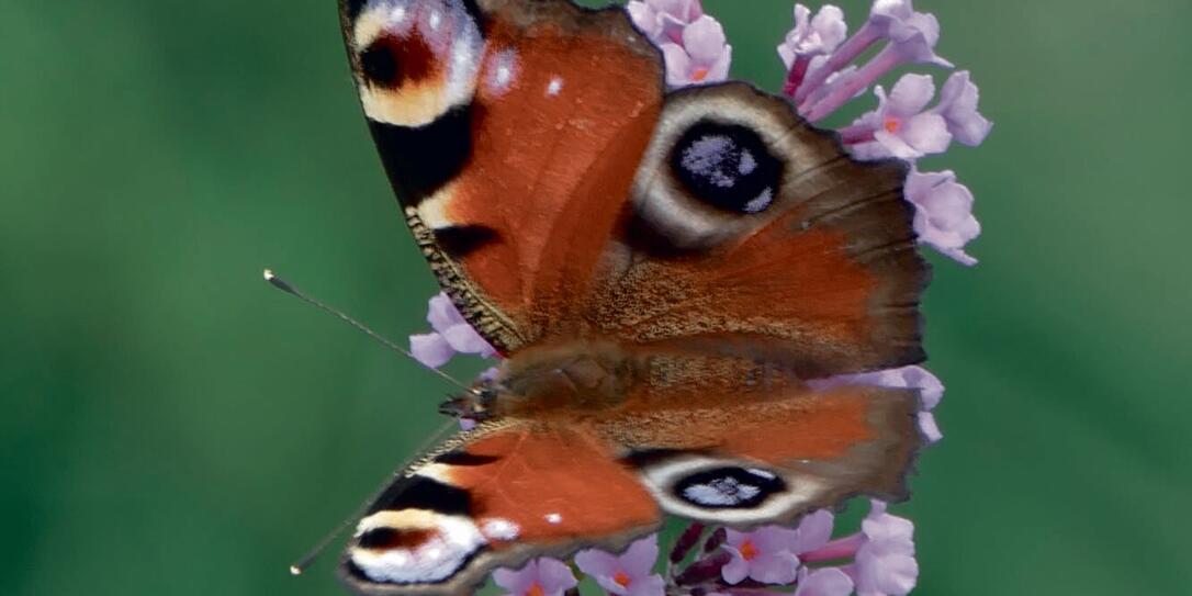 Rang eins: Das Pfauenauge ist in Liechtenstein nicht akut bedroht, dennoch: Der Anblick ist allemal faszinierend.