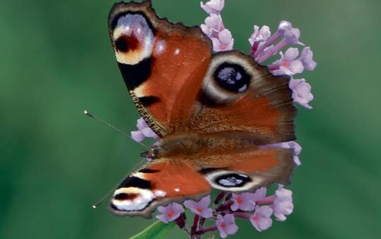Rang eins: Das Pfauenauge ist in Liechtenstein nicht akut bedroht, dennoch: Der Anblick ist allemal faszinierend.