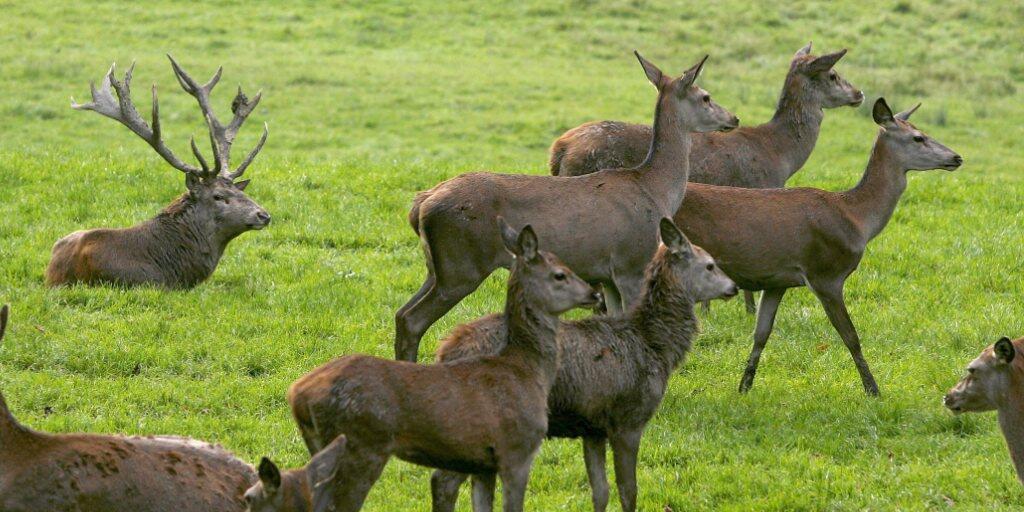 Auch wenn die Importe zuletzt leicht rückläufig waren, werden in der Schweiz immer noch mehr als zwei Drittel des konsumierten Wilds aus dem Ausland eingeführt (Archivbild).
