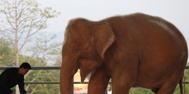 Symbol für politischen Fortschritt: Weisser Elefant (Archiv)