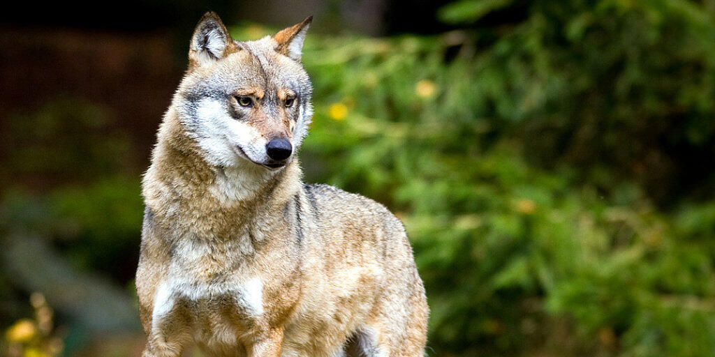 Das Bundesamt für Umwelt hält die Abschussverfügung für einen Wolf im Wallis für nicht gesetzeskonform. (Symbolbild)
