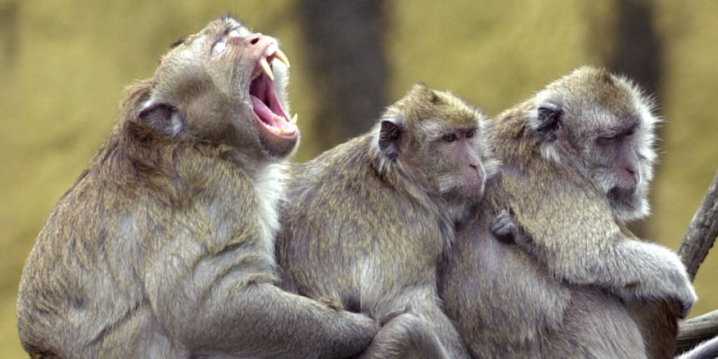 Wissenschaftler werfen Mitgliedern der Zürcher Tierversuchskommission vor, mit ihrem Gang ans Verwaltungsgericht Versuche mit Rhesusaffen an der Universität und ETH Zürich in verantwortungsloser Weise zu verzögern. (Archivbild)