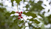 Wald in Eschen Nendeln