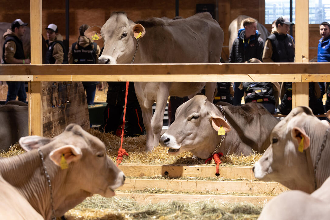 Braunvieh Junior Contest in Sargans