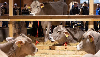 Braunvieh Junior Contest in Sargans