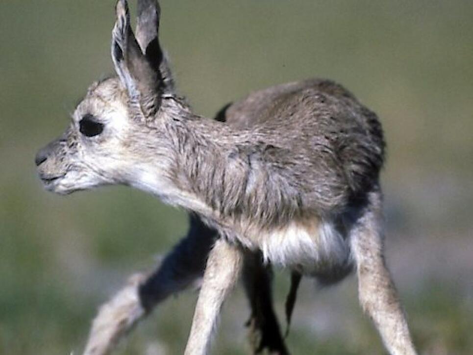 Der internationale Handel mit der Tibetantilope und ihren Erzeugnissen ist seit 1979 verboten. Wollschals dieser Tiere gelten als die wertvollsten, feinsten und wärmsten der Welt.