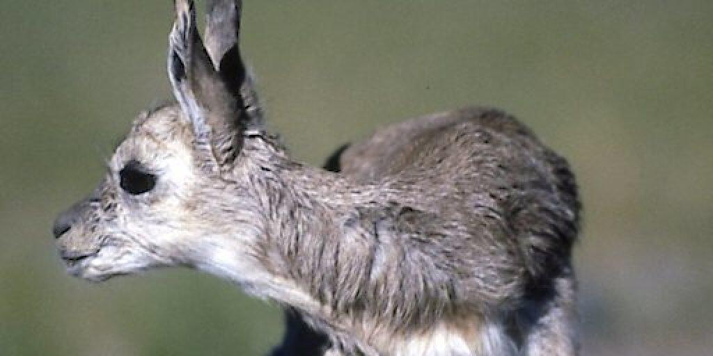 Der internationale Handel mit der Tibetantilope und ihren Erzeugnissen ist seit 1979 verboten. Wollschals dieser Tiere gelten als die wertvollsten, feinsten und wärmsten der Welt.