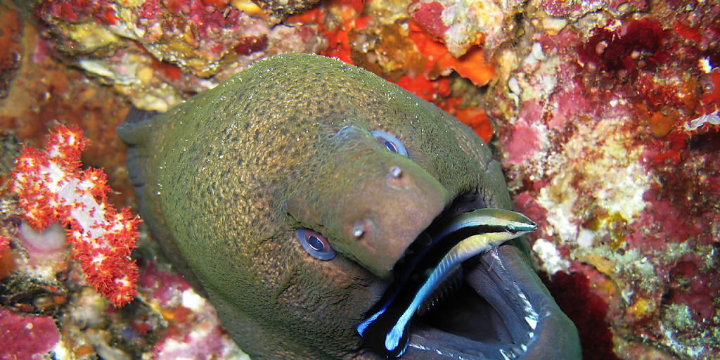 Selbst im Maul der Muräne muss der Putzerlippfisch nichts befürchten: Der Reinigungsservice ist hoch willkommen.