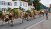 Alpabtrieb, Rüthi, St. Gallen, Schweiz