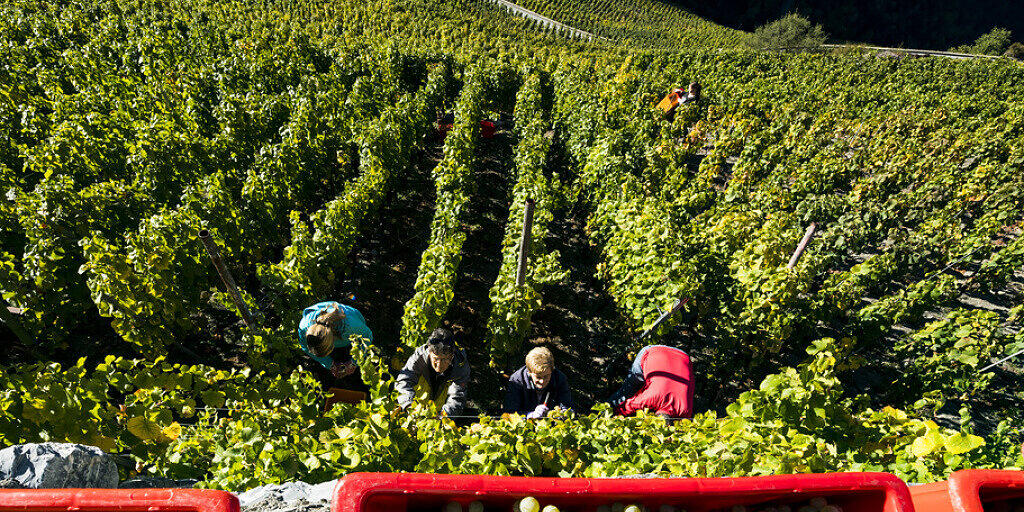 Weinlese im Wallis: Die Weinernte 2019 dürfte ergiebig ausfallen. (Archivbild)