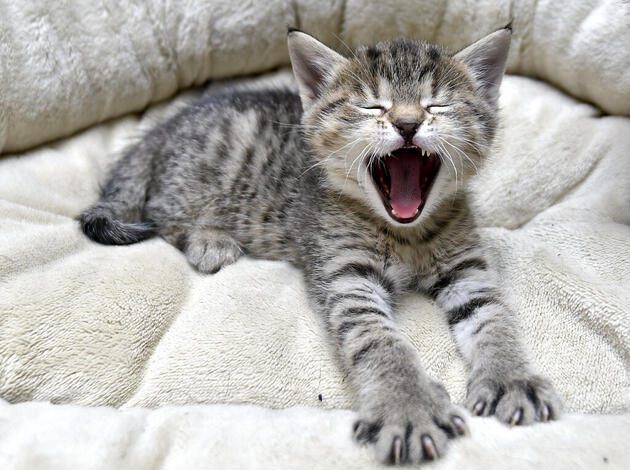 Kein Chip Obligatorium Fur Katzen Vaterland Online