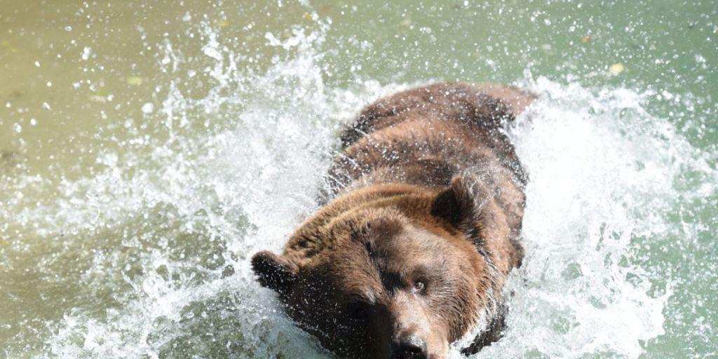 Die Berner Bären sind zurück im Bärenpark. Ein ausgiebiges Bad im Aarewasser gehörte natürlich auch zur Erkundungstour in der angestammten Anlage.