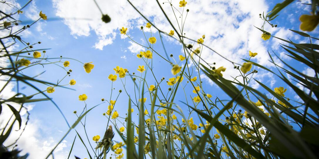 Frühling, Gras, Wiese, Wetter, Himmel, Blumen 140423