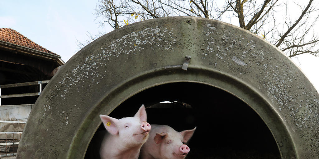 Diese Schweinchen halten sich am Schatten auf. Dadurch riskieren sie keinen Sonnenbrand.
