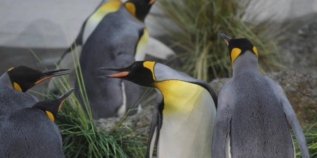 Nachwuchs bei den Königspinguinen im Zoo Zürich. Nachwuchs bei den Königspinguinen im Zoo Zürich.