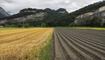 Landwirtschaft