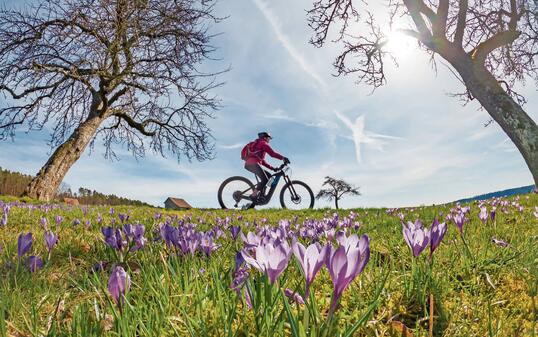 Mountain biking between crocus blossoms