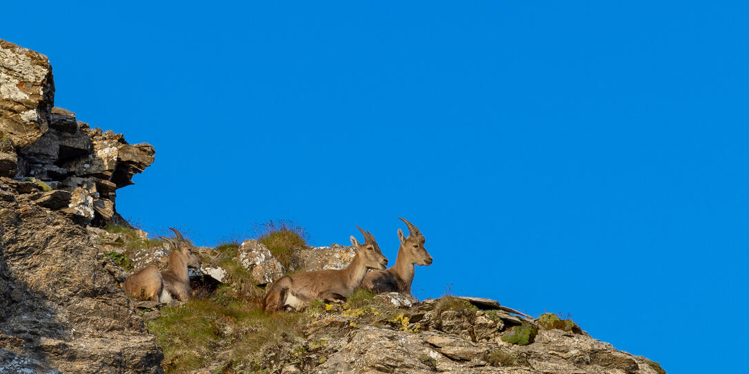 Wanderung Pfälzerhütte Naafkopf