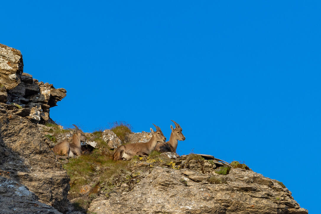 Wanderung Pfälzerhütte Naafkopf