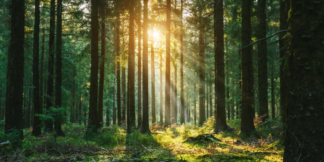 Silent Forest in spring with beautiful bright sun rays Silent Forest in spring with beautiful bright sun rays