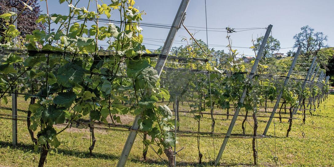 Weinbau Hoop, Eschen