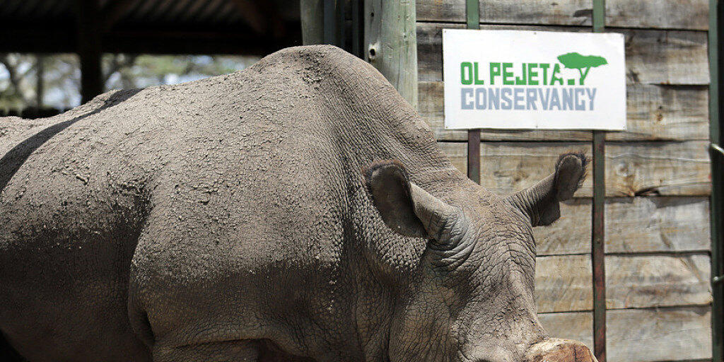 Sudan, das letzte männliche Nördliche Breitmaulnashorn der Welt, ist tot. (Archivbild)